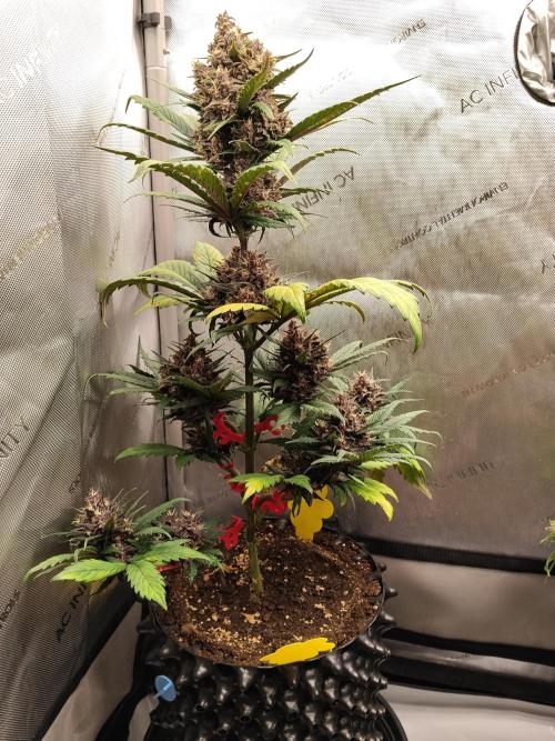 Purple Banana. Week 9