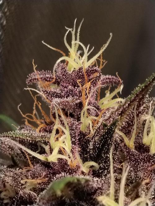 Purple Banana. Week 9