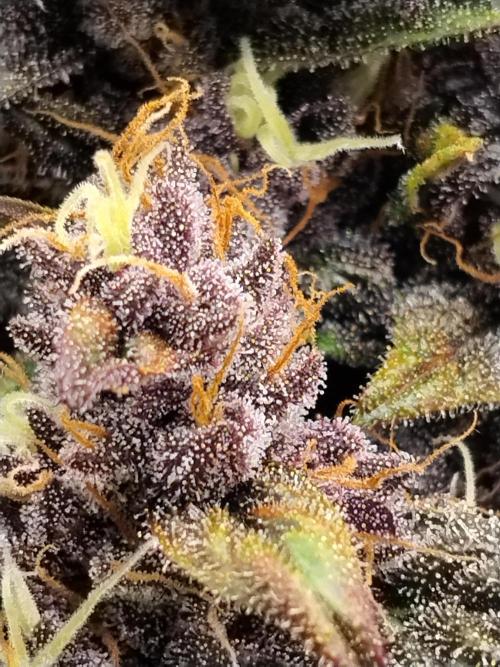 Purple Banana. Week 9