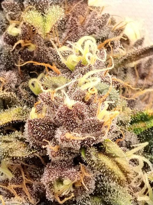 Purple Banana. Week 9