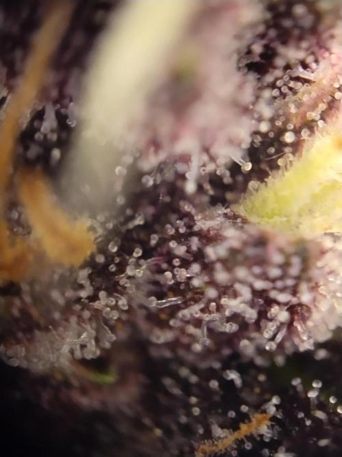 Purple Banana. Week 9