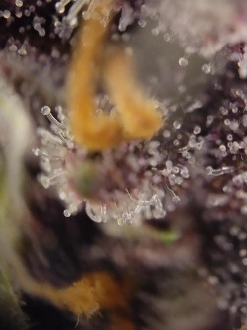 Purple Banana. Week 9