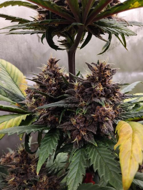 Purple Banana. Week 9