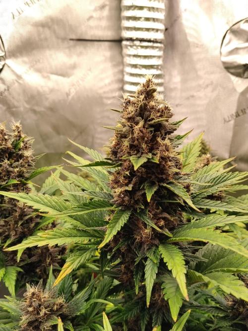 Purple Banana. Week 9