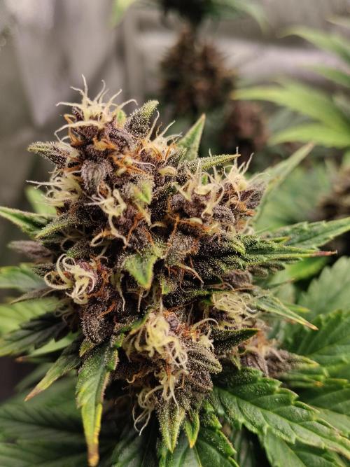 Purple Banana. Week 9