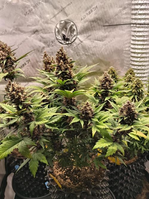 Purple Banana. Week 9