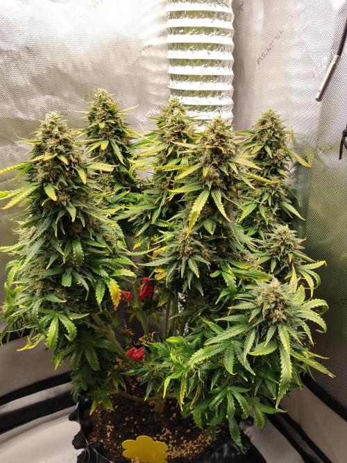 Eternity Grow Cup 2026. Week 12