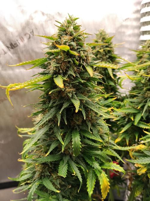 Eternity Grow Cup 2026. Week 12
