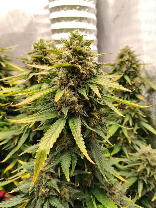 Eternity Grow Cup 2026. Week 12