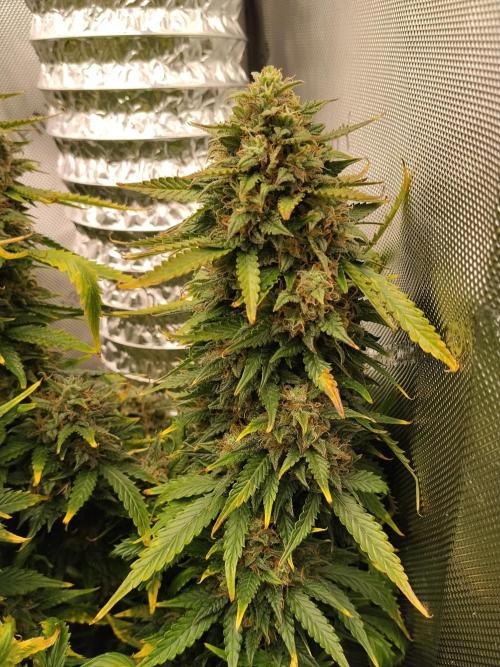 Eternity Grow Cup 2026. Week 12