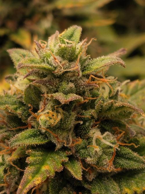 Eternity Grow Cup 2026. Week 12