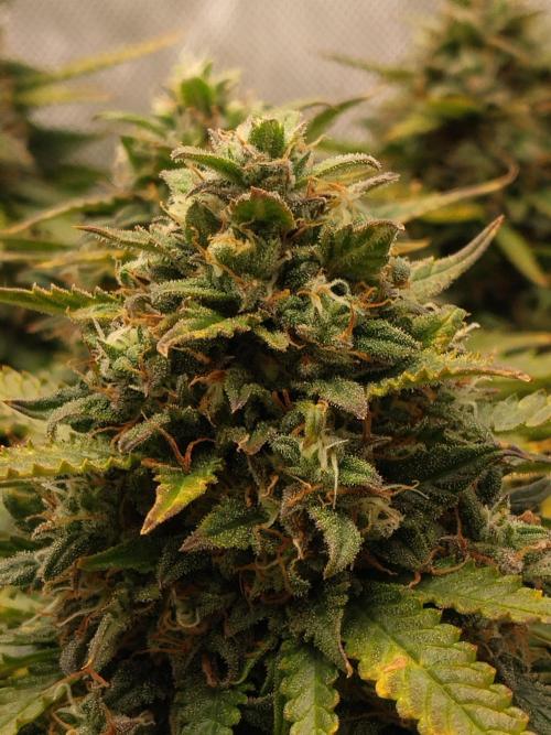Eternity Grow Cup 2026. Week 12
