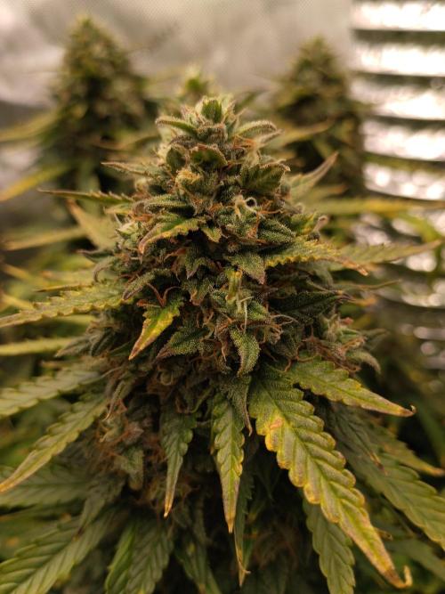 Eternity Grow Cup 2026. Week 12