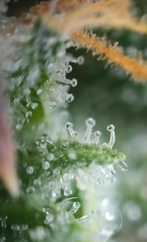 Eternity Grow Cup 2026. Week 12