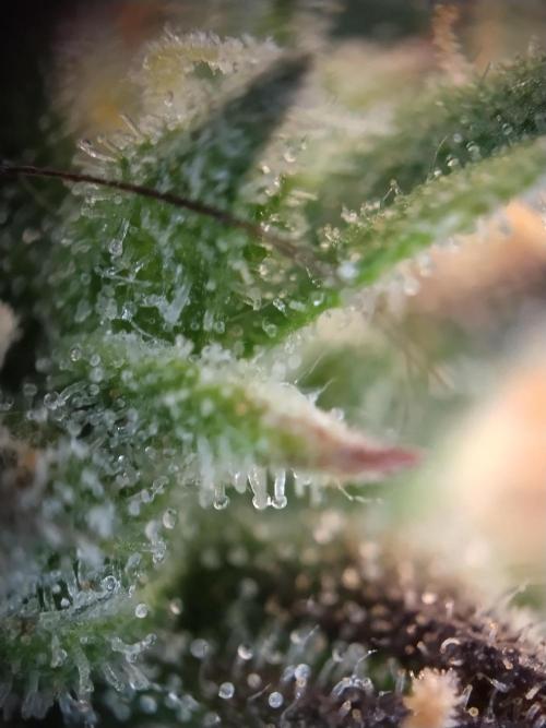 Eternity Grow Cup 2026. Week 12
