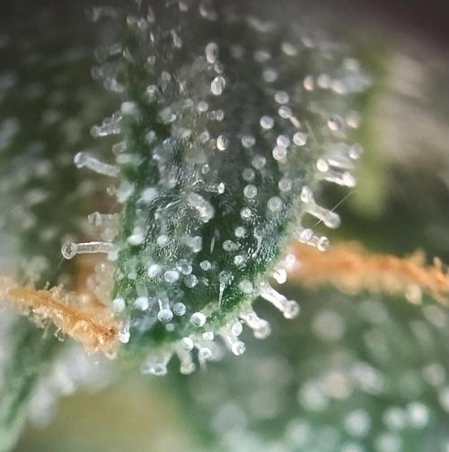 Eternity Grow Cup 2026. Week 12