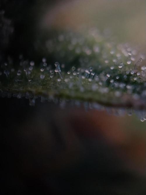 Eternity Grow Cup 2026. Week 12