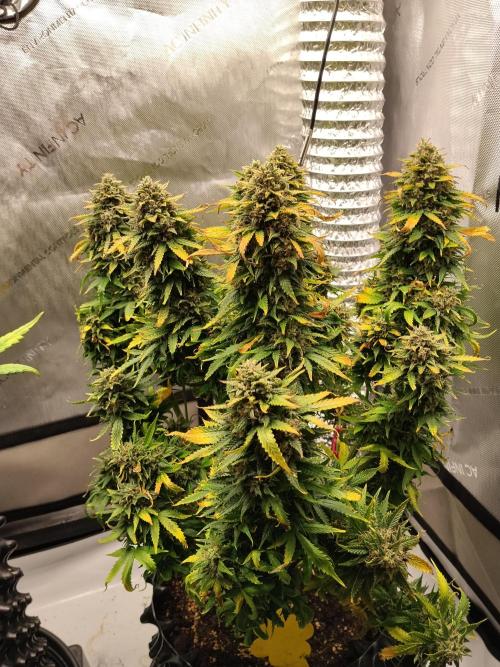 Eternity Grow Cup 2026. Week 13