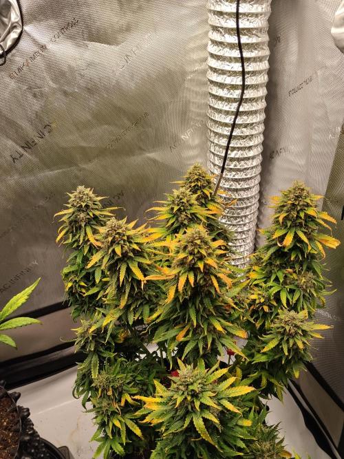 Eternity Grow Cup 2026. Week 13