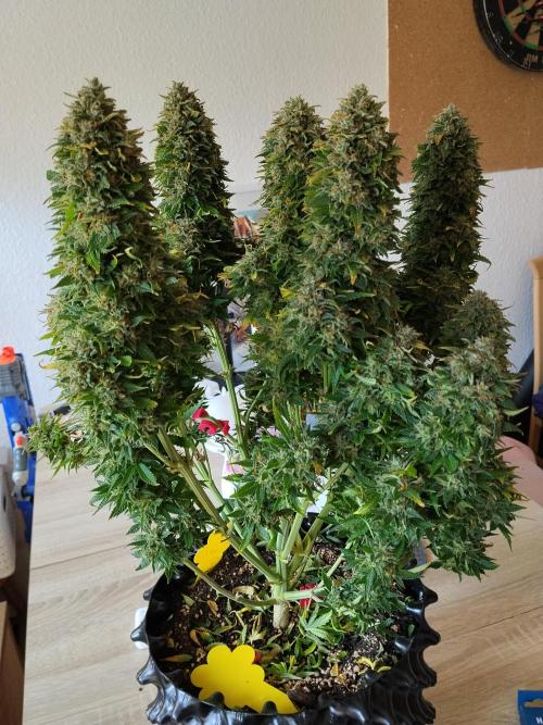 Eternity Grow Cup 2026. Week 13