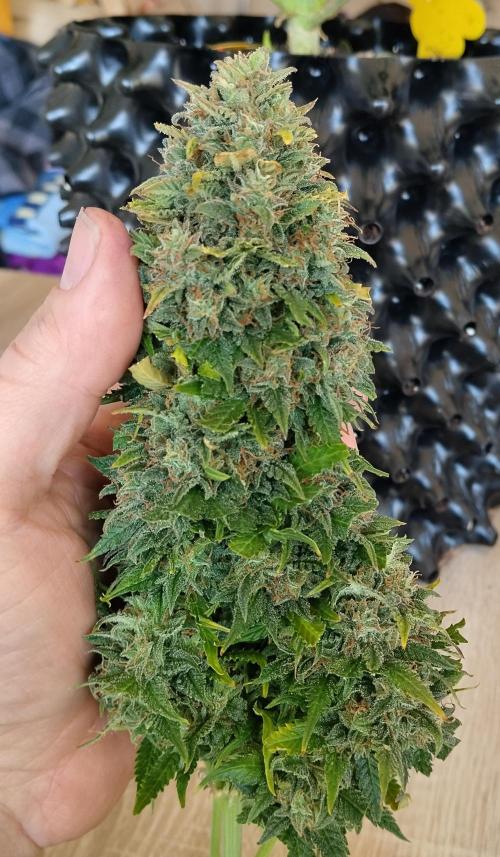 Eternity Grow Cup 2026. Week 13
