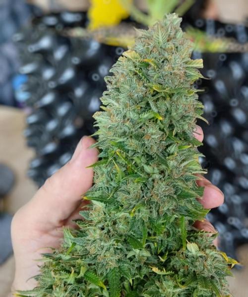 Eternity Grow Cup 2026. Week 13