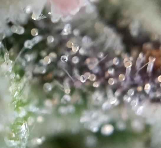 Eternity Grow Cup 2026. Week 13