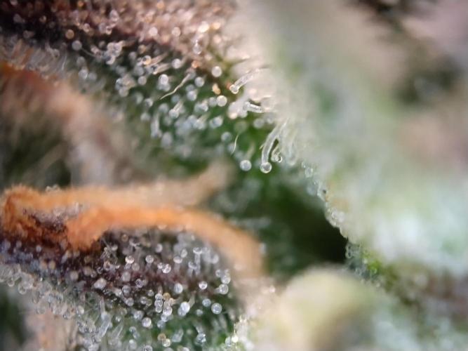 Eternity Grow Cup 2026. Week 13