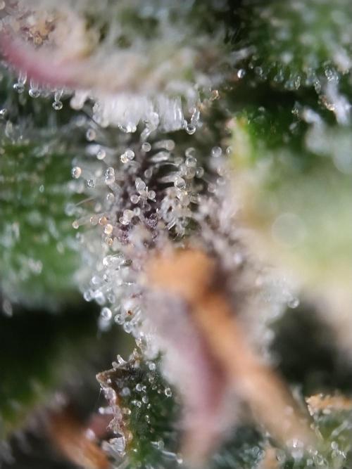 Eternity Grow Cup 2026. Week 13