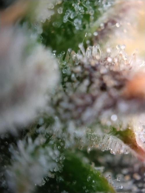 Eternity Grow Cup 2026. Week 13