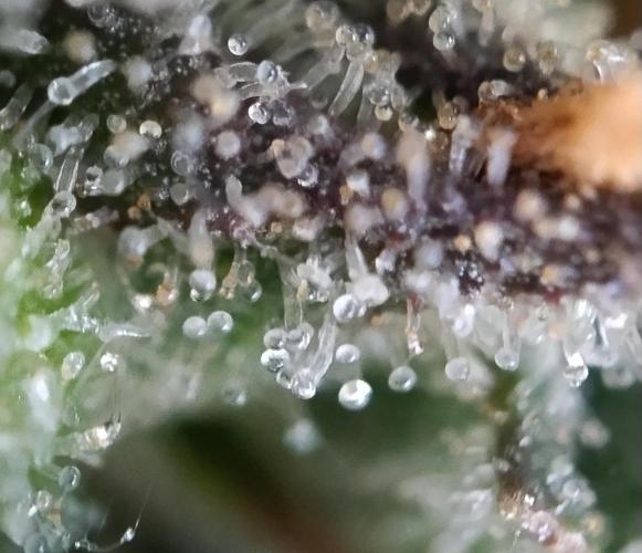 Eternity Grow Cup 2026. Week 13