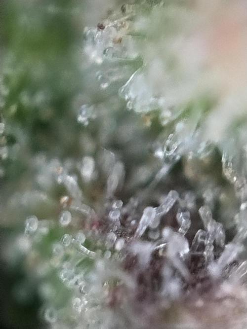 Eternity Grow Cup 2026. Week 13