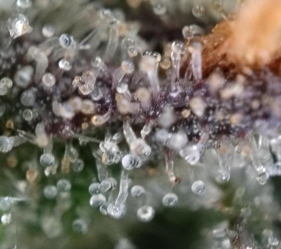 Eternity Grow Cup 2026. Week 13