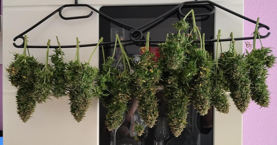 Eternity Grow Cup 2026. Week 13