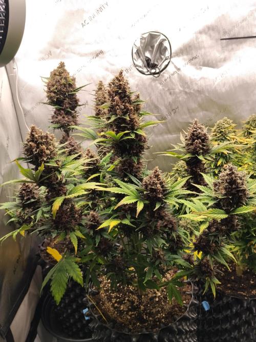 Purple Banana. Week 10