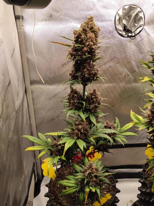 Purple Banana. Week 10