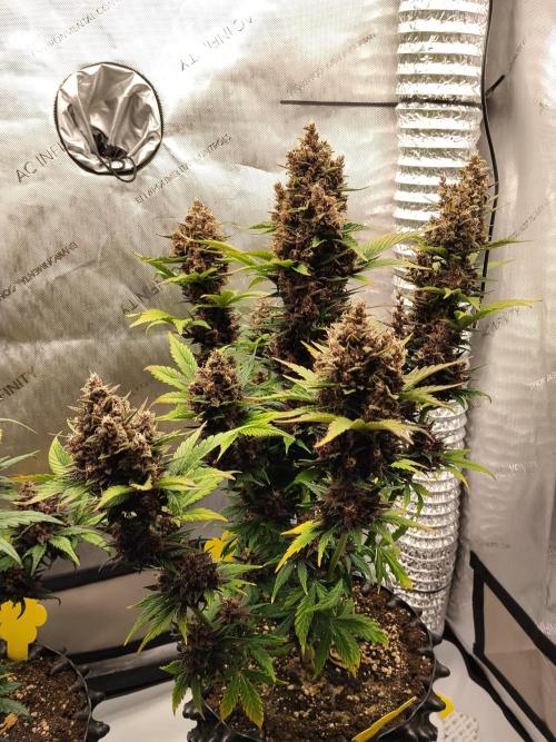 Purple Banana. Week 10