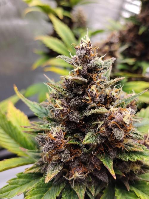 Purple Banana. Week 10