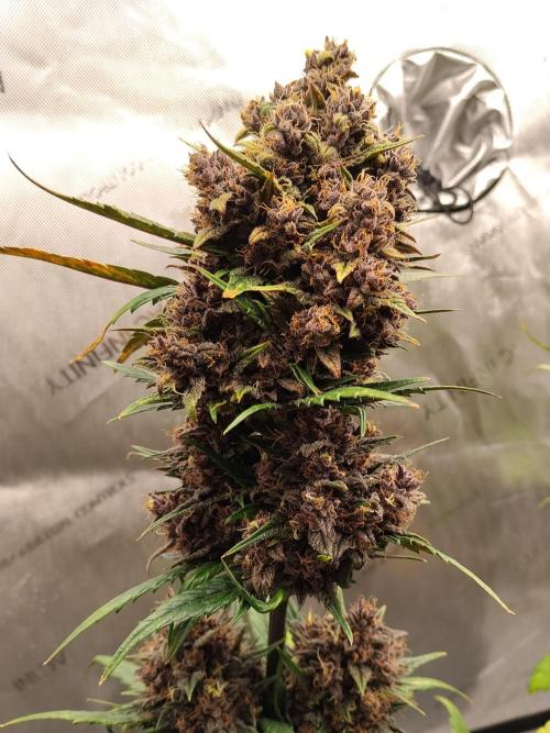 Purple Banana. Week 10