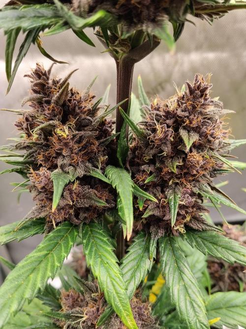 Purple Banana. Week 10