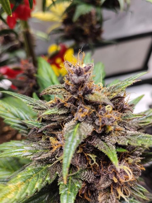 Purple Banana. Week 10