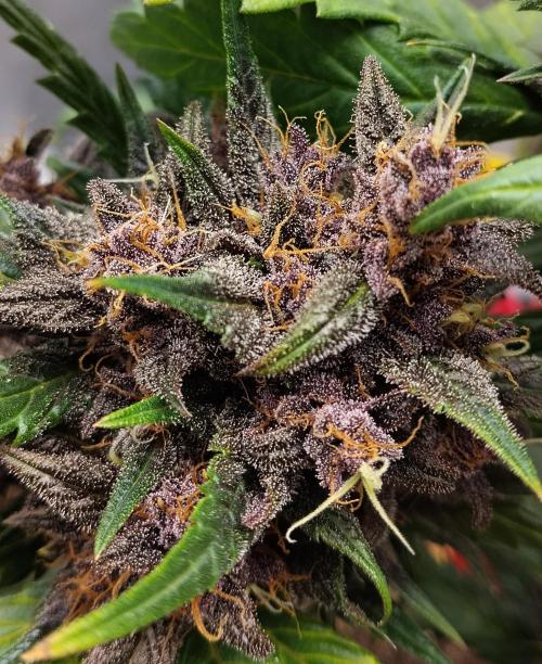 Purple Banana. Week 10