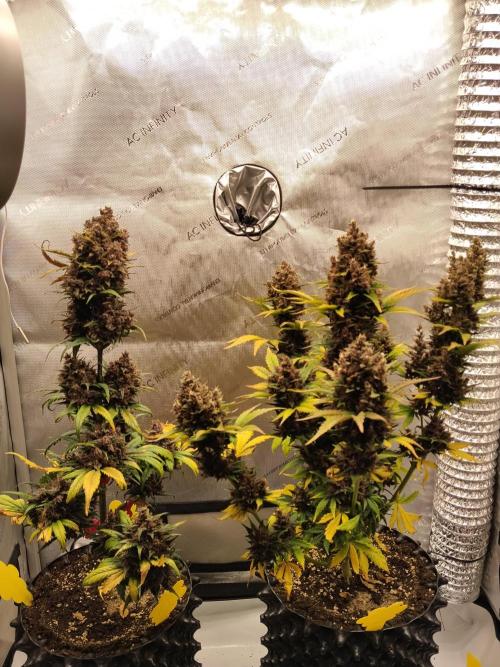 Purple Banana. Week 11