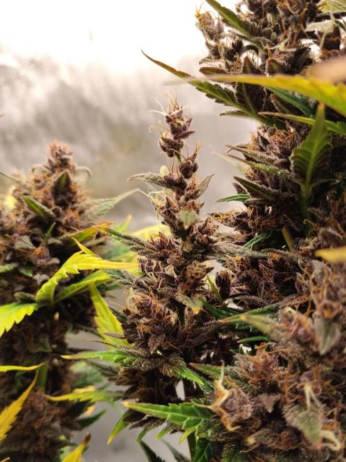 Purple Banana. Week 11