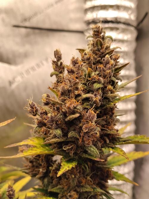 Purple Banana. Week 11