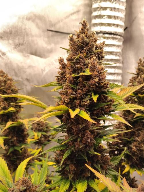 Purple Banana. Week 11
