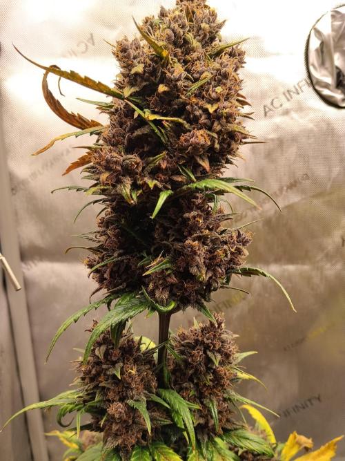 Purple Banana. Week 11