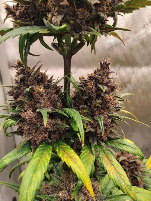 Purple Banana. Week 11