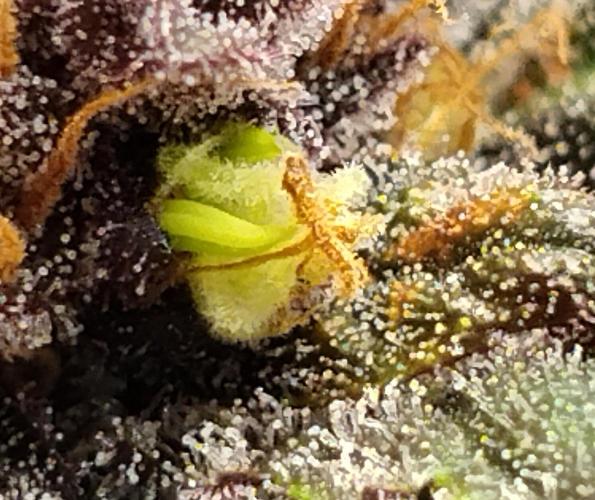 Purple Banana. Week 11 - Bananen 🤬