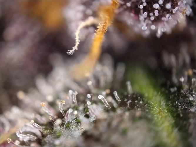 Purple Banana. Week 11